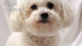 Dogs 101 Bichon Frise [upl. by Eicarg]