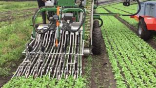 Radish harvester with side belt harvester radijs oogster met zijband [upl. by Jorgensen]