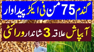 High Yield Production Wheat Variety  Wheat Farming in Pakistan  Kissan Pakistan [upl. by Nnaecyoj]