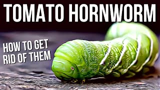 Tomato Hornworms  Best Way To Get Rid Of Tomato Hornworms [upl. by Athey]