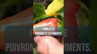 Le point commun étonnant entre pomme de terre tomate et aubergine [upl. by Adniled202]