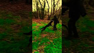 KNPV Malinois Takes Down Attacker With A Hard Hit [upl. by Adalai]