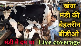 पशु मंडी खंन्रा 872022 Live coverage  Khanna pashu mandi Cows video HF cows jbs videoPunjab [upl. by Yarahs860]