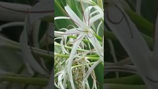 Grand crinum white lilly Mangrove lilly happygardening bulb flowers yt garden plants ytshort [upl. by Votaw]