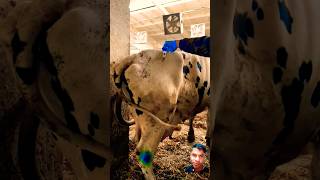 We treat clostridiosis An injection of antibiotics veterinary cows shorts [upl. by Gib]