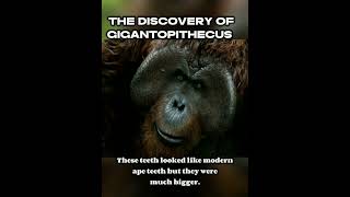 The discovery of Gigantopithecus explained shorts primates science [upl. by Dikmen]