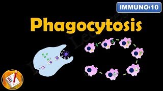 Phagocytosis FLImmuno10 [upl. by Aenel880]