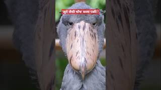 जूते जैसी चोंच वाला पक्षी  shoebill bird shorts facts shoebillstork scincefacts [upl. by Larrad947]