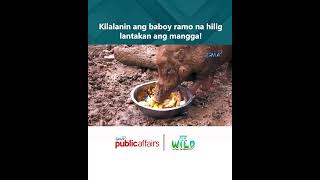 Kilalanin ang baboy ramo na hilig lantakan ang mangga  Born to Be Wild [upl. by Braden]