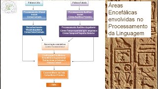 Psicologia e Neurociências Linguagem III Bear Gazzaniga Gil Mesulam [upl. by Yenaj]