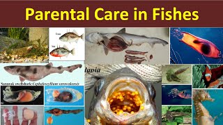 Parental Care in Fishes  Parental Care in Pisces  Methods of Parental Care  Mermaid’s Purse [upl. by Trinl]