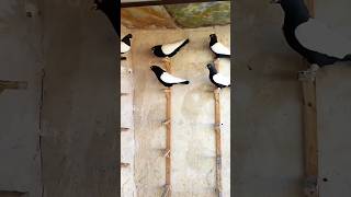 pigeon for sale pigeon pigeontraining viral youtubeshorts kabutar kabutarbazi [upl. by Erialcyram758]