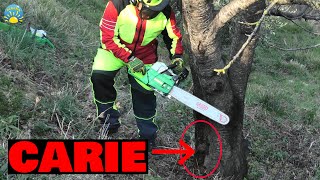 Abbattimento Vecchio grande ALBERO con la CARIE su TERRENO in forte pendenza Motoseghe in azione [upl. by Aninad512]