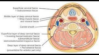 Deep Fascia Pretracheal Layer [upl. by Akeenat]