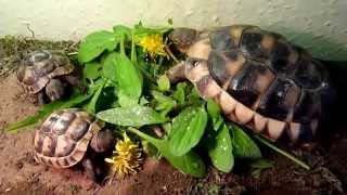 Mini footage  Baby tortoise in action Budapest Hungary [upl. by Nivlac]