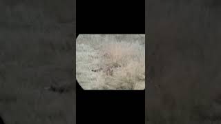 TIR DUN RENARD AVEC RALENTI  SHOT A FOX WITH SLOWMOTION  chasse hunting hunt fox renard [upl. by Varick745]