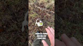 Springer Spaniel puppy hunting for a tennis ball Gundog Training puppy [upl. by Thacher]