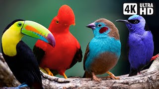 Most Beautiful Tropical Birds  Amazing Birds Chirp  Stress Relief  Healing Nature Sounds [upl. by Constantia591]