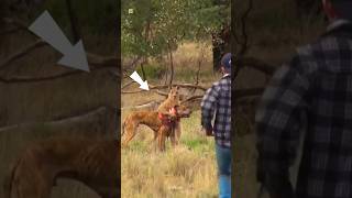 Kangaru vs Man Fight  shorts ytshorts factualize [upl. by Ardnayek163]