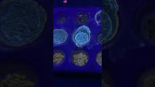 Wellsite Geology amp Mud Logging  Drilling Sample Show Fluorescence  Wet Cut vs Dry Cut [upl. by Carlye856]