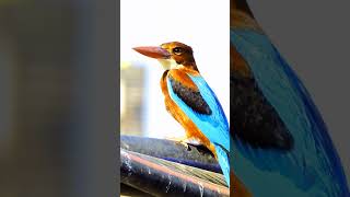 🧡 Moustached kingfisher 🩵 [upl. by Barcroft]