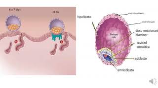 4 Formación del disco embrionario bilaminar [upl. by Aseral]