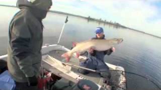 GIANT Lake Vermilion Minnesota Musky 57quot x 26quot [upl. by Farrell]