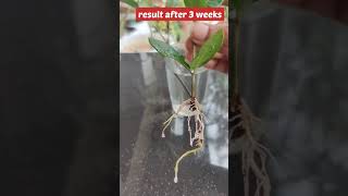 How to grow any plant cuttings in water 😍 [upl. by Wolk]