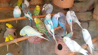 Budgies behaviour Parakeets Lonely Barids birds budgis talkingbird Parrot australianparrot [upl. by Samled392]