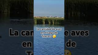 La cantidad de aves en el Lago de Texcoco aves naturaleza birds [upl. by Redvers]