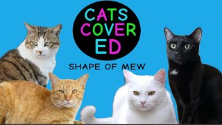 Cats sing Shape of You by Ed Sheeran  Cats cover YouTube [upl. by Nosned]