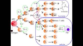 Helper T Cell  Th1 Cell amp Th2 Cell [upl. by Jeth]