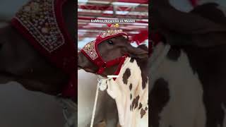 Bakra song training video unfrezzmyaccount 1k views [upl. by Wons]