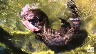 Giant Otter Feeding [upl. by Bryanty]