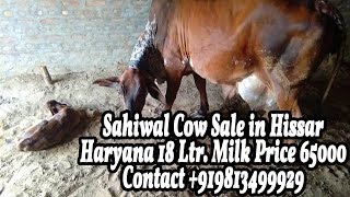 Cow for SaleSahiwal Cow Sale in Hissar Haryana 18 Ltr Milk Contact 919813499929 [upl. by Custer]