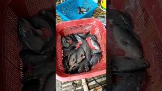 40days Ukabi Anabas Testudineus Fishing  Most profitable fish farming in Manipur [upl. by Arehs]