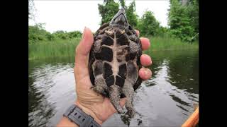 Eastern Musk Turtles [upl. by Geer905]