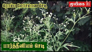 Parthenium Hysterophorus Tamil  Plant Side Effects  Allergy  Grass இந்த செடியை பிடுங்கி போட்ருங்க [upl. by Yelyab748]