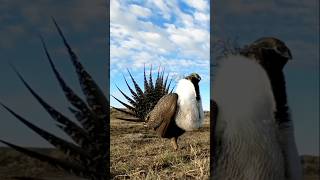 Sege grouse modeling [upl. by Kendal]