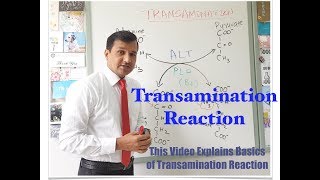 Transamination Reaction [upl. by Aipmylo]