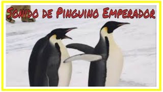 Sonido de pinguino emperador Emperor penguin Sound [upl. by Alexine744]