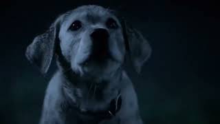 Banned Budweiser Best Buds Dog Commercial 2013 [upl. by Eppes500]