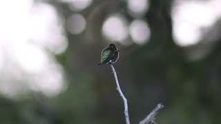 Blackchinned hummingbird [upl. by Moyer]