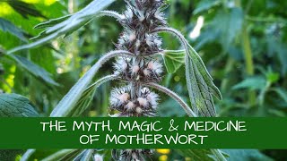 The Myth Magic and Medicine of Motherwort Leonurus cardiaca [upl. by Disario36]