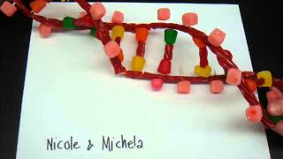 Candy Models of the DNA Molecule [upl. by Mackler331]