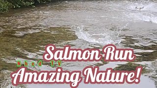 Salmon Run salmonrun nature fishing livestream [upl. by Xyno]