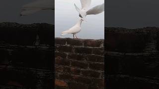 Turan like aane wale htrending explore subscribe pigeon shortvideo utubeshorts [upl. by Elston]