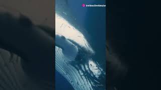 The Giant Blue Whale Natures Gentle Giant [upl. by Samul]