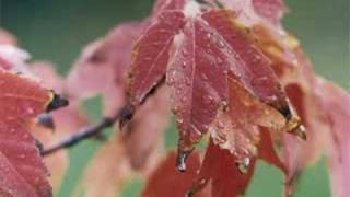 Newfoundland Autumn by The Sharecroppers [upl. by Shermy]