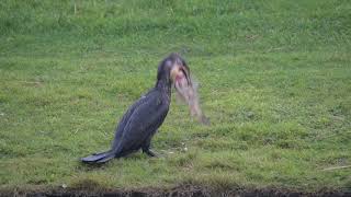 Iets te ambitieuze aalscholver  Zelf Geschoten  Vroege Vogels [upl. by Suhcnip984]